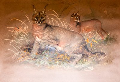 Caracal, 1851-69 da Joseph Wolf